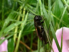 Melanogryllus desertus