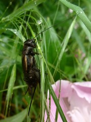 Melanogryllus desertus