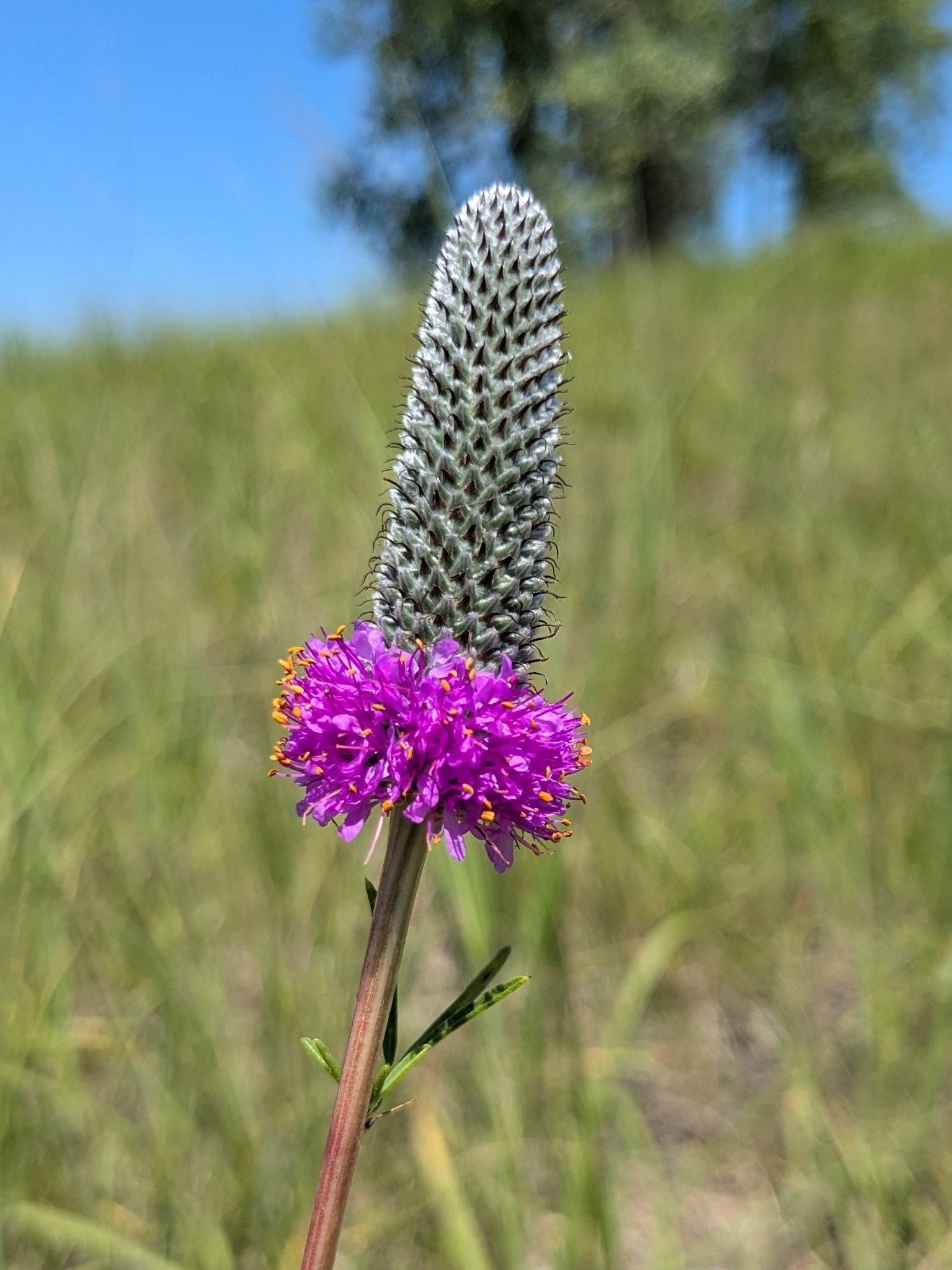 Dalea
