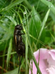 Melanogryllus desertus