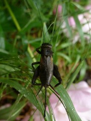 Melanogryllus desertus