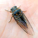 Whip Cicadas - Photo (c) faerthen, some rights reserved (CC BY-NC), uploaded by faerthen