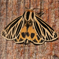 Apantesis virguncula