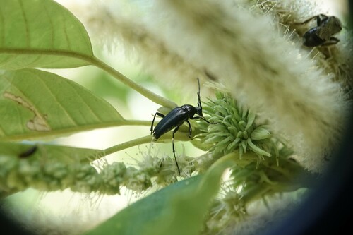Mournful Long-horned Beetle photo 4