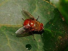 Calliphora ochracea