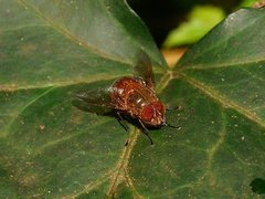 Calliphora ochracea
