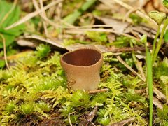 Nothojafnea cryptotricha