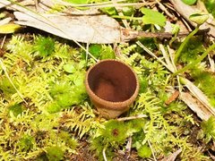 Nothojafnea cryptotricha