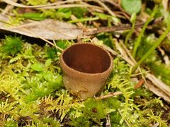 Nothojafnea cryptotricha