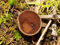 Nothojafnea cryptotricha