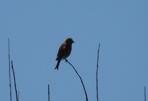 Eurasian Linnet, De Cocksdorp, Netherlands, photo 9 of 10