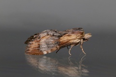 Dasylophia thyatiroides