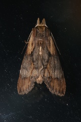 Dasylophia thyatiroides