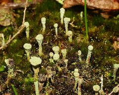 Cladonia humilis