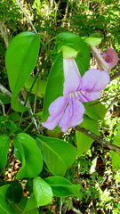 Bignonia corymbosa