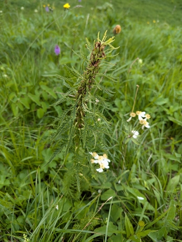 Image of Pedicularis foliosa by no rights reserved