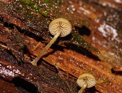 Simocybe phlebophora