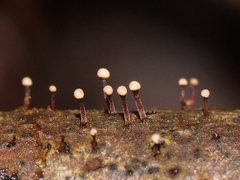 Nectria pseudotrichia