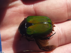 Trichostetha fascicularis