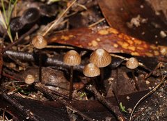 Mycena albidofusca
