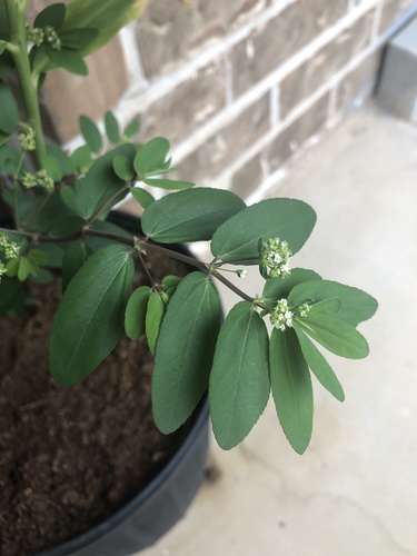 Euphorbia hypericifolia iNat (2)