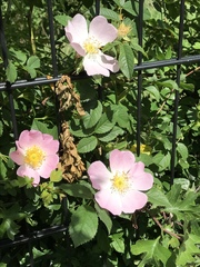 Rosa canina