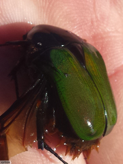 Trichostetha fascicularis