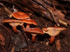 Lactarius eucalypti