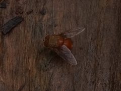 Calliphora ochracea