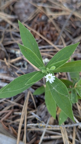 Image of Silene menziesii by no rights reserved