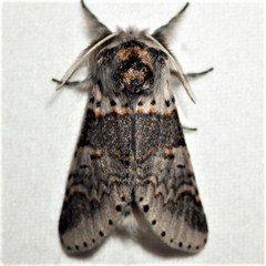 Furcula occidentalis