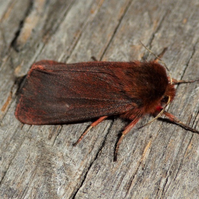 Ruby Tiger Moth from 5373 Fitzgerald Rd, Burdett, NY 14818, USA on May ...