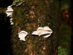 Gloeoporus phlebophorus