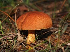 Austroboletus lacunosus