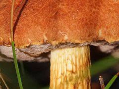 Austroboletus lacunosus