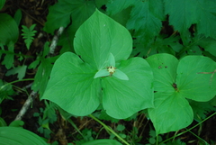 Trillium camschatcense