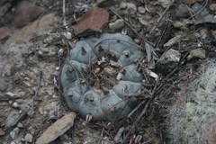 Lophophora williamsii