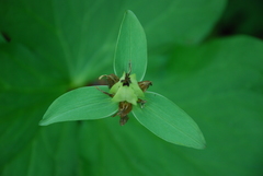 Trillium camschatcense
