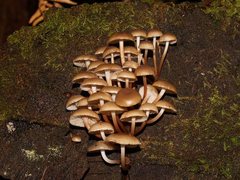 Mycena tuvara