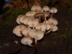 Mycena tuvara