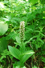 Galearis camtschatica