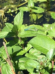 Coenagrion