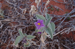 Solanum quadriloculatum