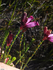 Erica cristata