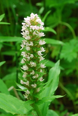 Galearis camtschatica