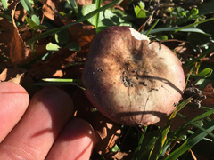 Russula nitida