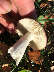 Russula nitida