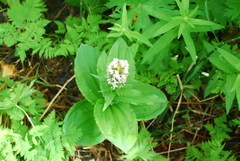 Galearis camtschatica