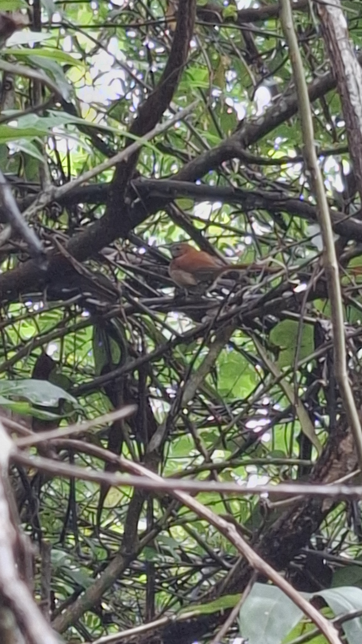 Hoary-throated Spinetail (Synallaxis kollari), photo 1