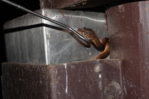 Brown Tree Snake sighting